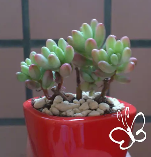 虹之玉锦怎么养红 虹之玉锦变红小妙招你学会了吗