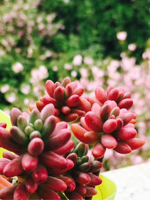 虹之玉锦怎么养红 虹之玉锦变红小妙招你学会了吗