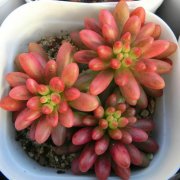 虹之玉锦长气根怎么办 学会这3招快速解决虹之玉锦气根问题