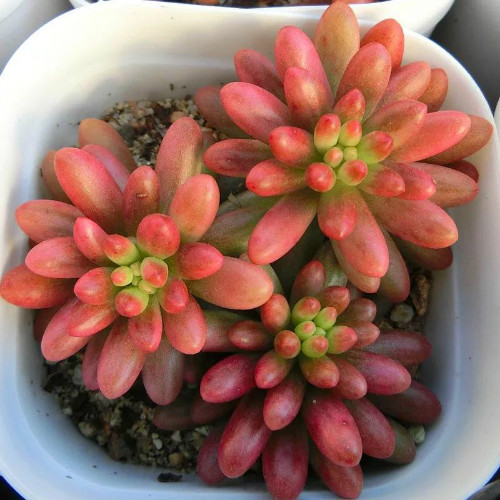 虹之玉锦长气根怎么办 学会这3招快速解决虹之玉锦气根问题