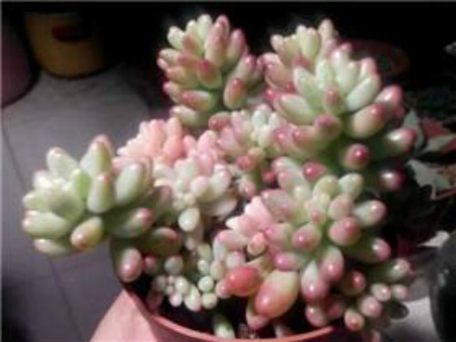 虹之玉锦长气根怎么办 学会这3招快速解决虹之玉锦气根问题