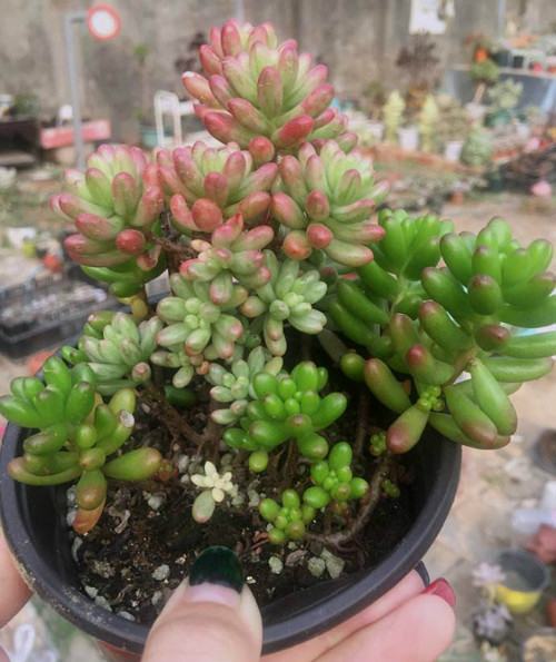 虹之玉锦长气根怎么办 学会这3招快速解决虹之玉锦气根问题