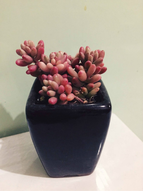 虹之玉锦长气根怎么办 学会这3招快速解决虹之玉锦气根问题