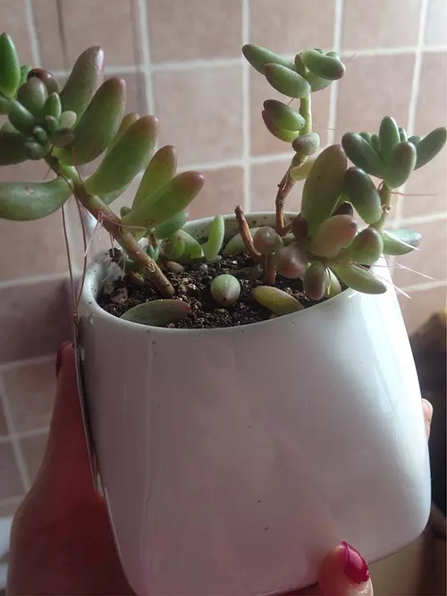 虹之玉锦长气根怎么办 学会这3招快速解决虹之玉锦气根问题