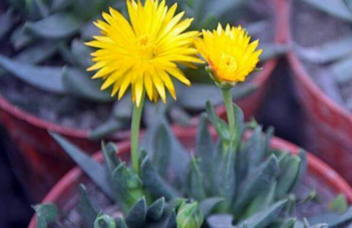 黄花照波怎么繁殖 黄花照波这样繁殖的成活率最高
