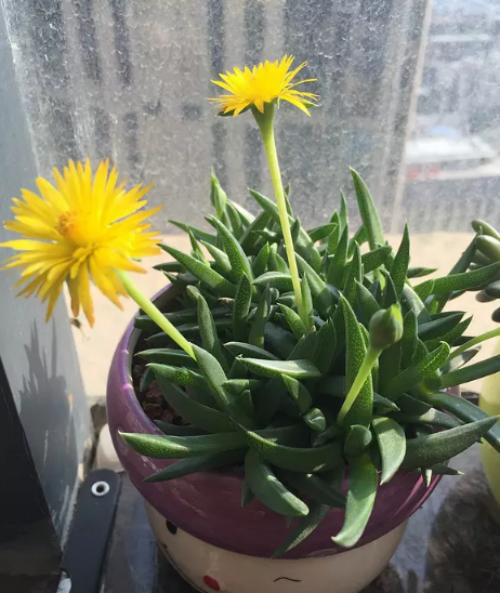 黄花照波怎么繁殖 黄花照波这样繁殖的成活率最高