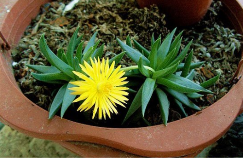 黄花照波怎么繁殖 黄花照波这样繁殖的成活率最高