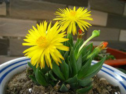 黄花照波怎么繁殖 黄花照波这样繁殖的成活率最高