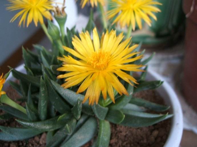 多肉黄花照波有毒吗 黄花照波不仅没毒还好处多多