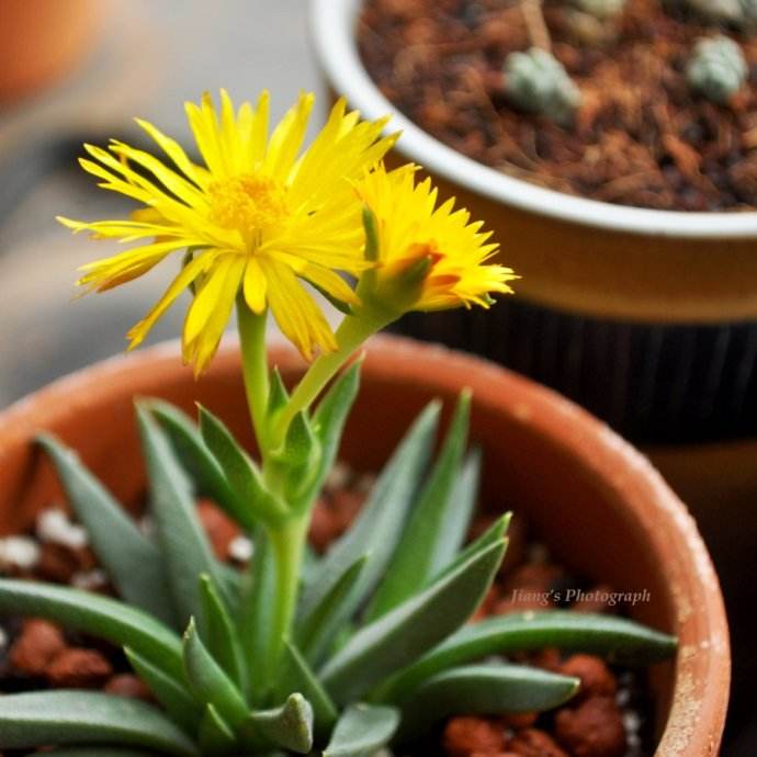 多肉黄花照波有毒吗 黄花照波不仅没毒还好处多多
