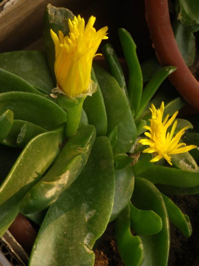 多肉黄花照波有毒吗 黄花照波不仅没毒还好处多多