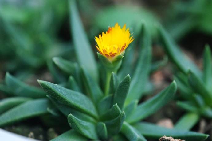 多肉黄花照波有毒吗 黄花照波不仅没毒还好处多多