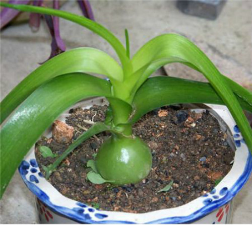 虎眼万年青的功效与作用有哪些 虎眼万年青的食用方法及禁忌介绍