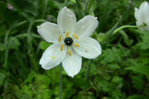 虎眼万年青的功效与作用有哪些 虎眼万年青的食用方法及禁忌介绍