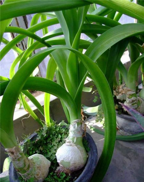 虎眼万年青的功效与作用有哪些 虎眼万年青的食用方法及禁忌介绍