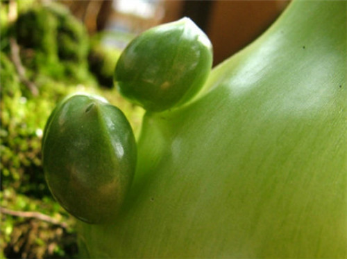 虎眼万年青的功效与作用有哪些 虎眼万年青的食用方法及禁忌介绍