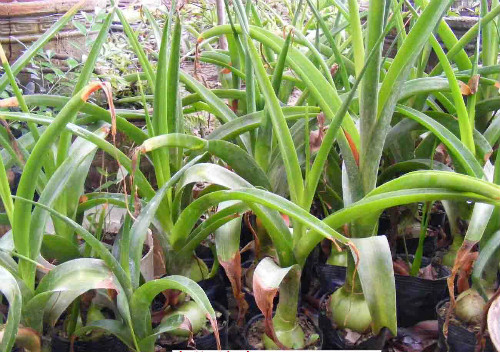 冬季虎眼万年青怎么养 忽略这几点虎眼万年青容易冻死哦