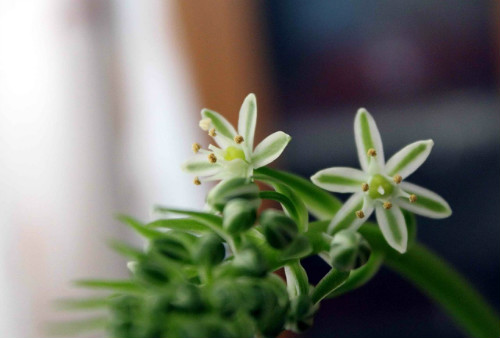 冬季虎眼万年青怎么养 忽略这几点虎眼万年青容易冻死哦