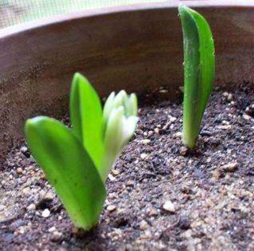 冬季虎眼万年青怎么养 忽略这几点虎眼万年青容易冻死哦