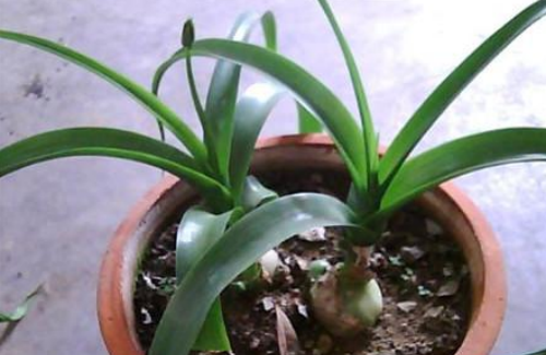 冬季虎眼万年青怎么养 忽略这几点虎眼万年青容易冻死哦