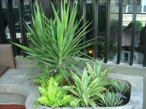 荷兰铁可以养在客厅吗 荷兰铁的风水作用禁忌你了解多少