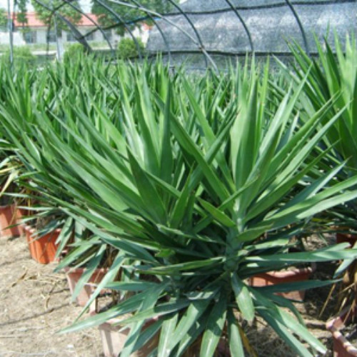 荷兰铁可以养在客厅吗 荷兰铁的风水作用禁忌你了解多少