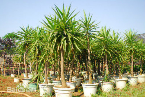 荷兰铁可以养在客厅吗 荷兰铁的风水作用禁忌你了解多少