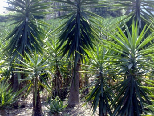 荷兰铁可以养在客厅吗 荷兰铁的风水作用禁忌你了解多少