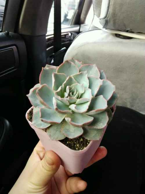 蓝石莲多肉怎么养 蓝石莲四季养护方法都在这里了