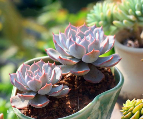 蓝石莲多肉怎么养 蓝石莲四季养护方法都在这里了