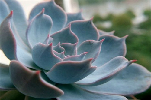 蓝石莲多肉怎么养 蓝石莲四季养护方法都在这里了