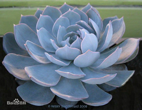 蓝石莲多肉怎么养 蓝石莲四季养护方法都在这里了