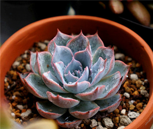 蓝石莲多肉怎么养 蓝石莲四季养护方法都在这里了
