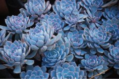 多肉蓝石莲徒长了怎么办 掌握这几点快速补救蓝石莲徒长