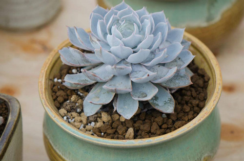 多肉蓝石莲徒长了怎么办 掌握这几点快速补救蓝石莲徒长