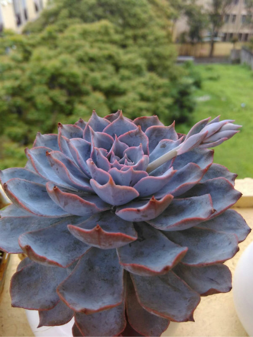 多肉蓝石莲徒长了怎么办 掌握这几点快速补救蓝石莲徒长