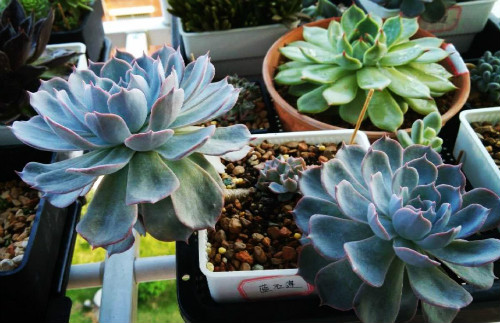 多肉蓝石莲徒长了怎么办 掌握这几点快速补救蓝石莲徒长