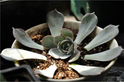 多肉蓝石莲怎么样养成多头 掌握这几个方法蓝石莲越长越旺