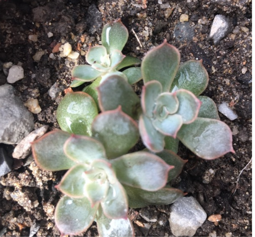 多肉蓝石莲怎么样养成多头 掌握这几个方法蓝石莲越长越旺