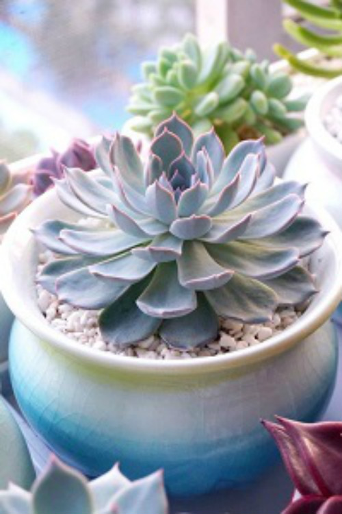 蓝鸟和蓝石莲的区别有哪些 注意这几点下次不会再认错