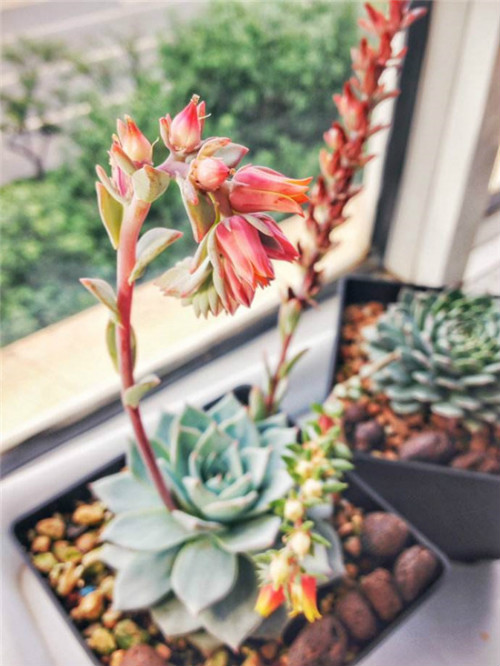 蓝鸟和蓝石莲的区别有哪些 注意这几点下次不会再认错