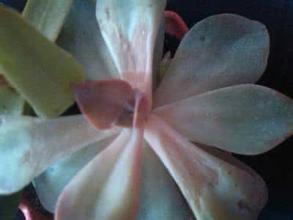 蓝石莲叶子下垂怎么办 这样养蓝石莲叶子饱满厚实不耷拉