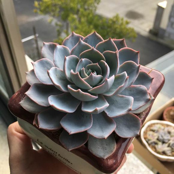 蓝石莲叶子下垂怎么办 这样养蓝石莲叶子饱满厚实不耷拉