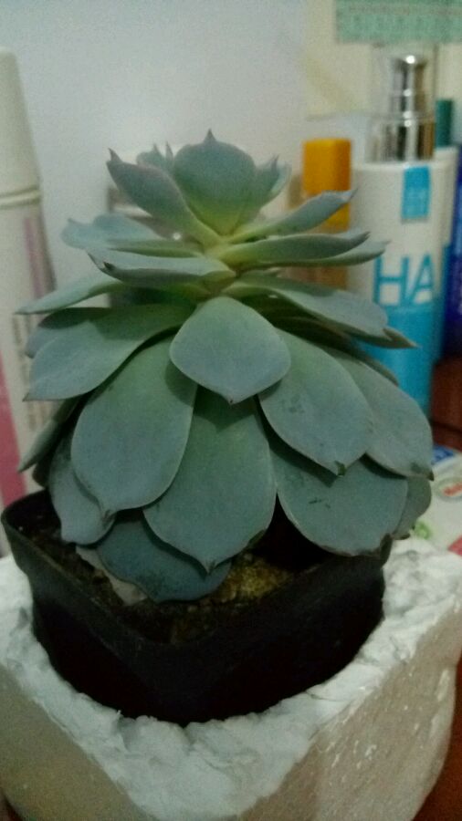 蓝石莲叶子下垂怎么办 这样养蓝石莲叶子饱满厚实不耷拉