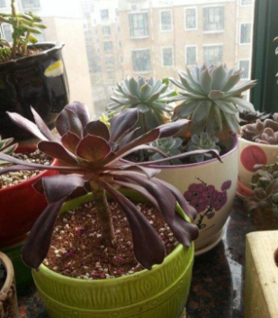 蓝石莲叶子下垂怎么办 这样养蓝石莲叶子饱满厚实不耷拉