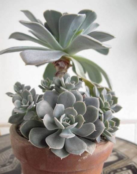 蓝石莲叶子下垂怎么办 这样养蓝石莲叶子饱满厚实不耷拉