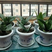 ��Ҷ��β���ж����ܷ������� ������Ҷ��β����Ҫע���⼸��