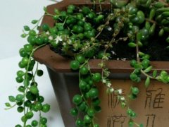 珍珠吊兰开花好不好要剪掉吗 珍珠吊兰开花这样处理会更好