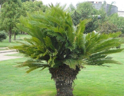 铁树好养吗怎么养长得好 铁树的养殖方法及注意事项看这里