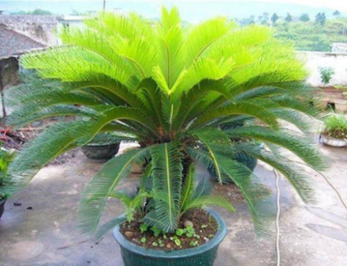 铁树好养吗怎么养长得好 铁树的养殖方法及注意事项看这里